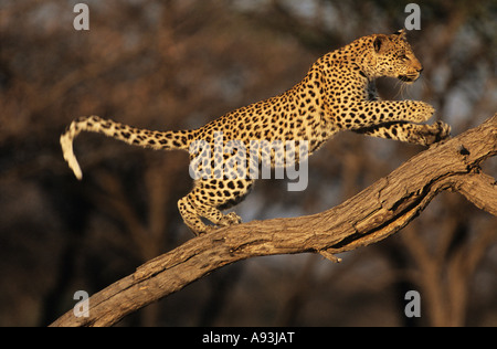 Leopard (Panthera Pardus) in piedi sul ramo Foto Stock