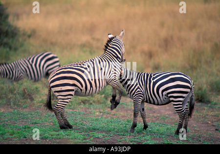 Due adulti Burchells Zebra stallone s in lotta per il controllo di un harem di femmine nel Parco Nazionale di Nairobi Kenya Africa Foto Stock