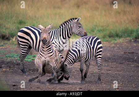 Due adulti Burchells Zebra stallone s in lotta per il controllo di un harem di femmine nel Parco Nazionale di Nairobi Kenya Africa Foto Stock