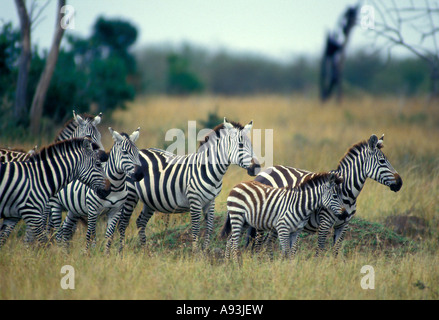 Più adulto Burchell s Zebra s e il puledro in attesa di attraversare il fiume Mara durante la migrazione nella riserva Masai Mara del Kenya. Foto Stock