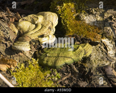 Brown friabile Rot Fomes pinicola Fomitopsis pinicola Basidiomycotina Aphyllophorales Polyporaceae TINDER Foto Stock