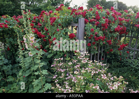 Rosa (rosa), hollyhock (alcea) e ortensia (Hydrangea) Foto Stock