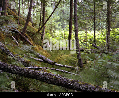 Costa Occidentale della foresta di pioggia Foto Stock