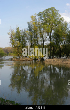 Paesaggio di pascoli a Orth an der Donau Foto Stock