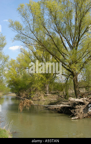 Paesaggio di pascoli a Orth an der Donau Foto Stock