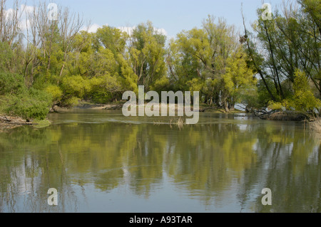 Paesaggio di pascoli a Orth an der Donau Foto Stock