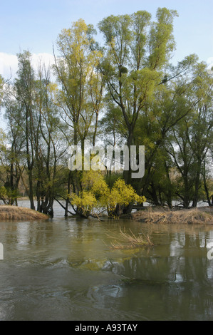 Paesaggio di pascoli a Orth an der Donau Foto Stock