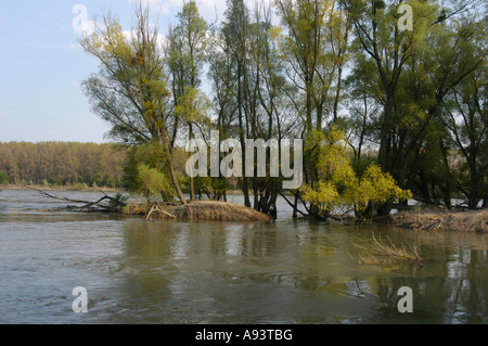 Paesaggio di pascoli a Orth an der Donau Foto Stock