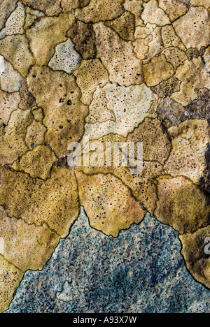 Splendidamente colorata licheni crescono su roccia creare incredibili un arte naturale immagine girato in Scozia Foto Stock