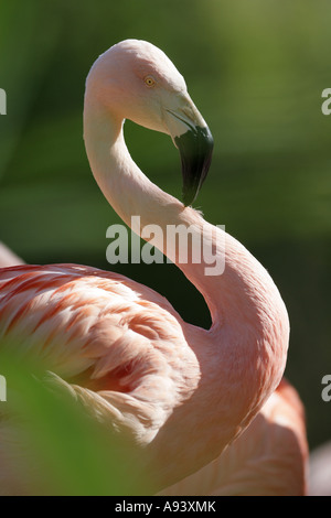 Flamingo cileni - Phoenicopterus chilensis Foto Stock