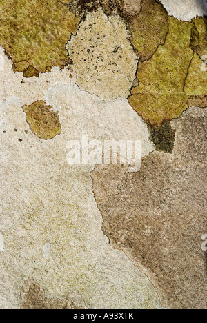 Splendidamente colorata licheni crescono su roccia creare incredibili un arte naturale immagine girato in Scozia Foto Stock