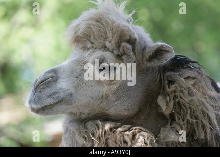 Due humped cammello - Camelus bactrianus Foto Stock