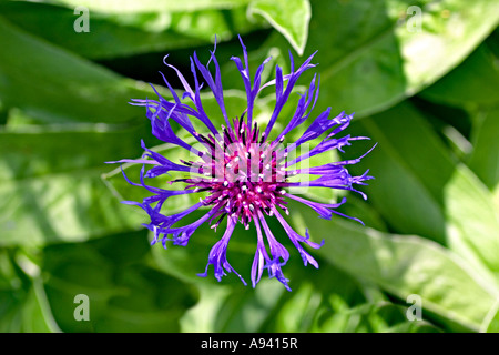 Centaurea montana, fiordaliso di montagna Foto Stock