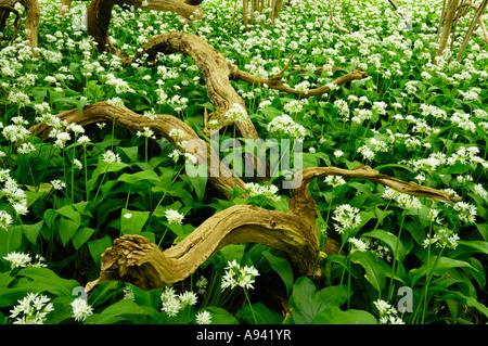 Ramsons in fiore in primavera prima di legno, Portbury, Somerset, Inghilterra. Foto Stock