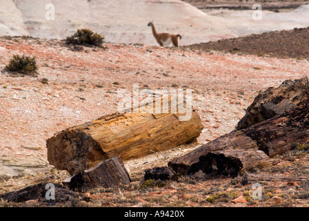 La Foresta Pietrificata, il Monumento Nacional Bosques Petrificados, Patagonia, Provincia di Santa Cruz, Argentina Foto Stock