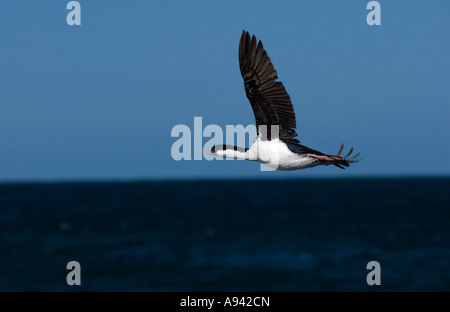 In Flight Imperial Shag (Phalacrocorax atriceps) , Cabo Blanco, Patagonia, Santa Cruz, Argentina Foto Stock