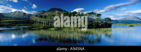 Pine Island Connemara Co Galway, Irlanda Foto Stock