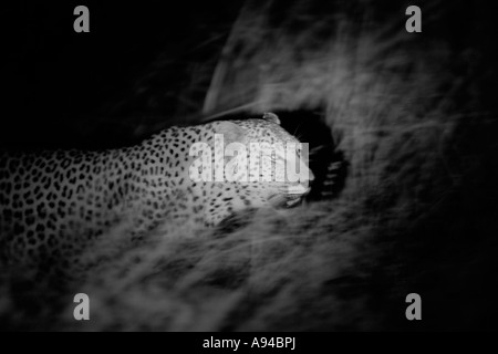 Un maschio di leopard sul prowl di notte in bianco e nero Ngala Timbavati Game Reserve Provincia di Limpopo Sud Africa Foto Stock