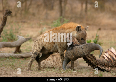 Spotted hyaena alimentare sui resti di un bufalo kill Ngala Timbavati Game Reserve Provincia di Limpopo Sud Africa Foto Stock