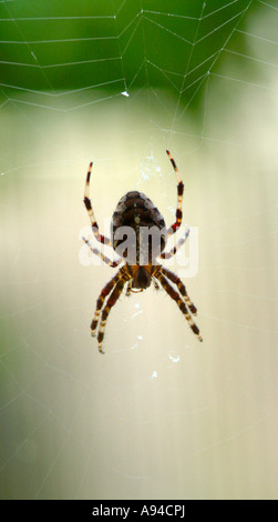 Femmina Giardino comune Spider nel mezzo del Web in un giardino di Cheshire Foto Stock