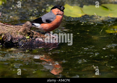 Bullfinch maschio Pyrrhula pyrrhula bevendo al laghetto con la riflessione in acqua potton bedfordshire Foto Stock