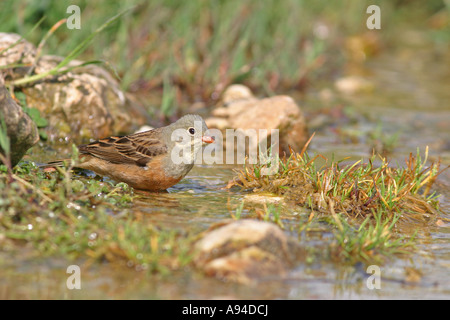 Ortolano , Emberiza hortulana Foto Stock