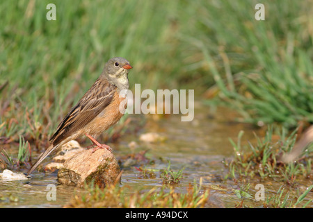 Ortolano , Emberiza hortulana Foto Stock