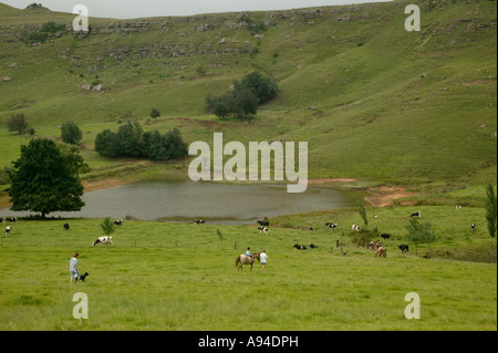 Un paesaggio panoramico con bovini sparsi attorno a una diga e a cavallo Underberg Kwazulu Natal Sud Africa Foto Stock