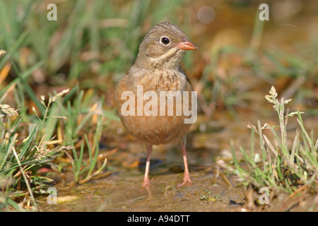 Ortolano Emberiza hortulana Foto Stock