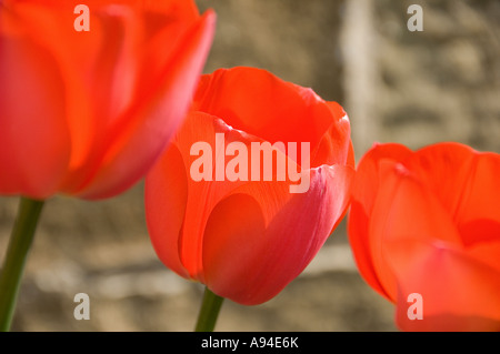 Primo piano di tulipani rossi tulipani fiori fioritura fioritura in giardino confine in primavera Inghilterra Regno Unito Gran Bretagna Foto Stock