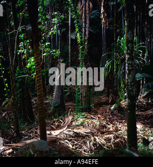 Figliata di foglia nella foresta di palme Vallee de Mai parco nazionale di Praslin Seychelles Foto Stock