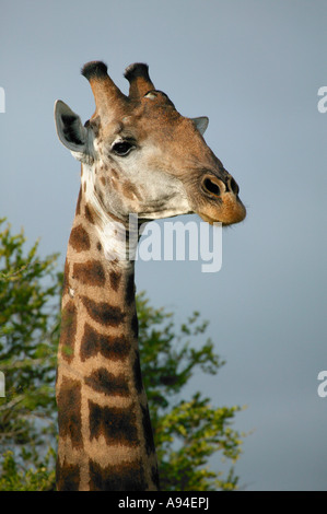 La giraffa ritratto Parco Nazionale Kruger Mpumalanga in Sudafrica Foto Stock