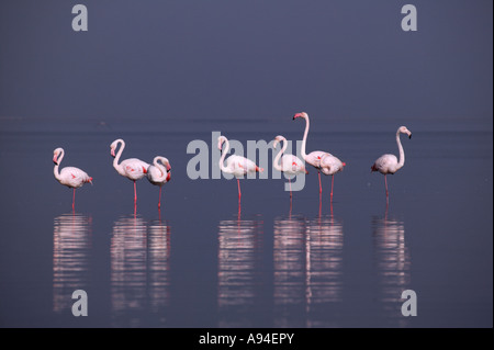 Gruppo di fenicotteri rosa riflessa nell'acqua Walvis Bay Lagoon Namibia Foto Stock