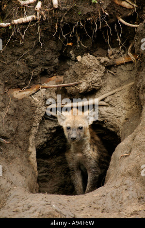 Spotted hyaena cub in piedi in ingresso alla sua burrow Sabi Sand Game Reserve Mpumalanga in Sudafrica Foto Stock