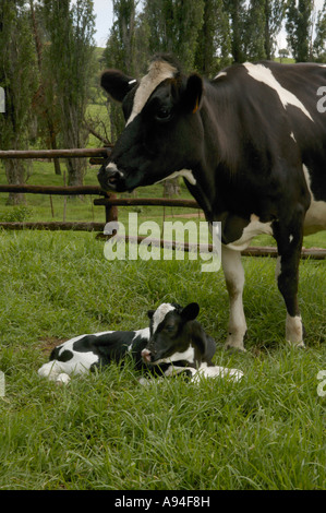 Un Friesland vacca e un nuovo nato vitello in un enclosure erbosa Underberg Kwazulu Natal Sud Africa Foto Stock