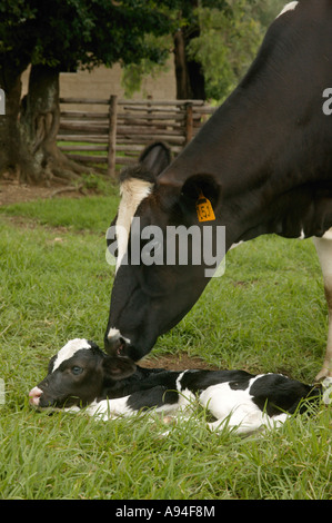 Un Friesland vacca e un nuovo nato vitello in un enclosure erbosa Underberg Kwazulu Natal Sud Africa Foto Stock
