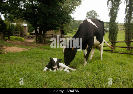 Un Friesland vacca e un nuovo nato vitello in un enclosure erbosa Underberg Kwazulu Natal Sud Africa Foto Stock
