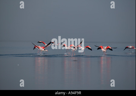 Un gruppo di fenicotteri rosa tenendo fuori dall'acqua in uscita lungo le increspature dell'acqua Walvis Bay Lagoon Namibia Foto Stock