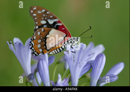 Angola white lady swordtail butterfly Graphium angolanus sul fiore Nelspruit Mpumalanga in Sudafrica Foto Stock