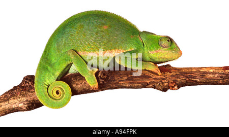 Chameleon su un ramo Sud Africa Foto Stock