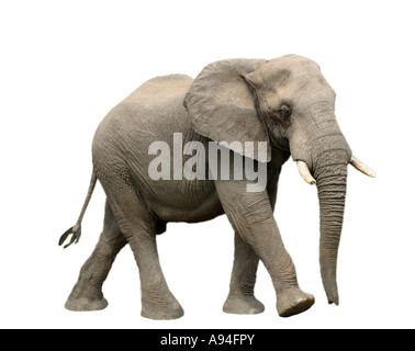 Elefante africano Loxodonta africana bull Sabi Sand Game Reserve Mpumalanga in Sudafrica Foto Stock