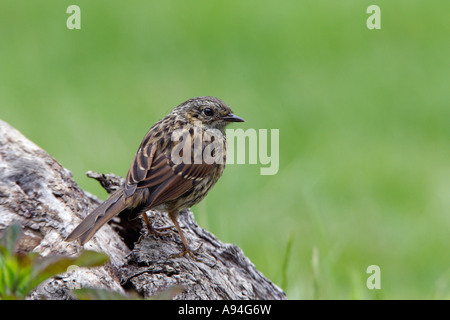 Dunnock Prunella modularis sat sul log guardando in giro con una bella fuori fuoco sfondo potton bedfordshire Foto Stock