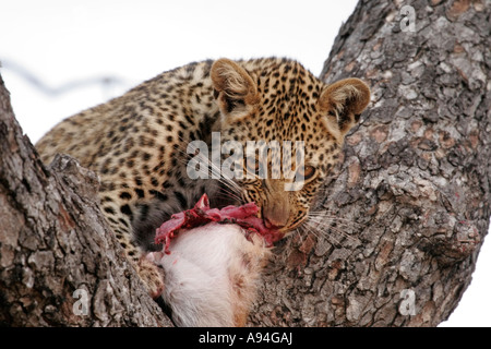Leopard cub alimentazione su un impala carcassa nella forcella di un albero Nkhoro Sabi Sand Game Reserve Mpumalanga in Sudafrica Foto Stock