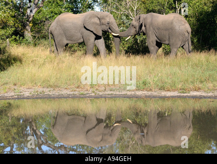 Due elefanti africani interagire mentre sta in piedi vicino al fiume Nkhoro Sabi Sand Game Reserve Mpumalanga in Sudafrica Foto Stock