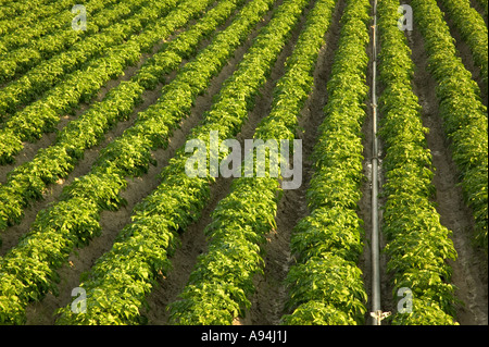 Campo di patate, organico raccolto, irrigatori irrigazione, California Foto Stock
