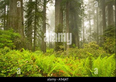 Redwood Forest & Spada felci in primo piano Foto Stock