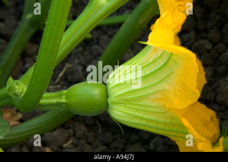 Fiore di zucca, Big Max, frutta impostazione, California. Foto Stock