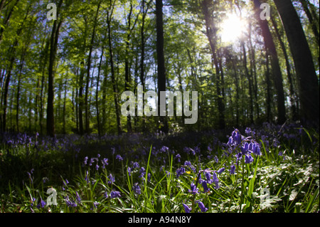 Close up fisheye colpo di hyacinthoides non scripta bluebells in legno soleggiata radura della foresta garvagh Foto Stock