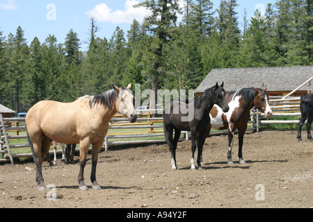 Tre cavalli in piedi in un recinto canadese Foto Stock
