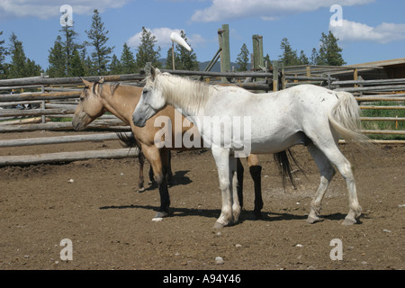 Due cavalli in piedi in un recinto canadese Foto Stock